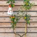 Jabloň domáca (Malus domestica) ´JONAGOLD´ - zimná, výška 160-200 cm, kont. C7.5L - tvarovaná stena U